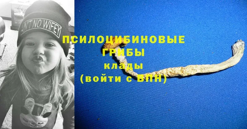 Псилоцибиновые грибы Psilocybe  купить  сайты  Кадников 